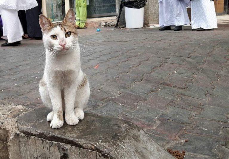 Berkat Beri Makan Kucing Jalanan Di Makkah & Madinah, Jemaah Haji Selalu Dapat Tempat Solat Dekat Kaabah