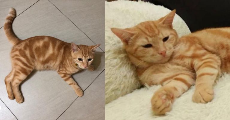 Sebenarnya Boleh Ke Kita Bertemu Dengan Kucing Peliharaan Di Syurga? Ini Penjelasan Mufti