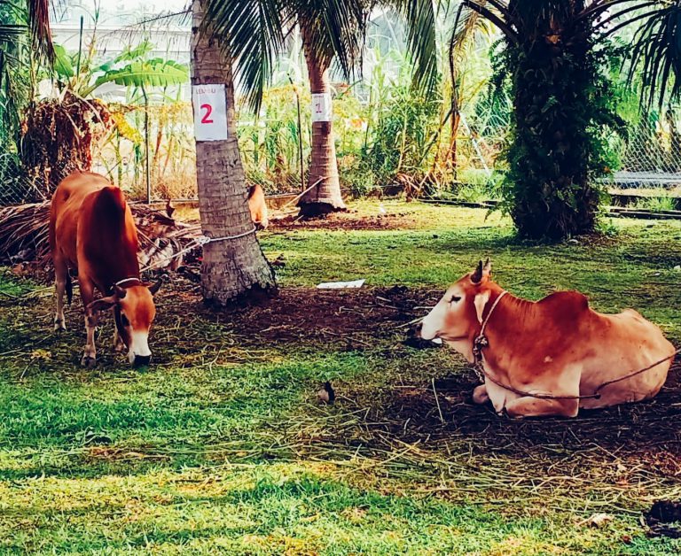 Daging Korban, Jangan Sampai Jatuh Mencuri
