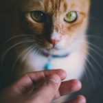 55446914_10217987170613501_4641537299560005632_o