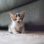 55798262_10218035206894378_287586023683129344_o