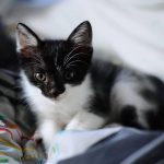 55590273_10217987170693503_166550722840625152_n