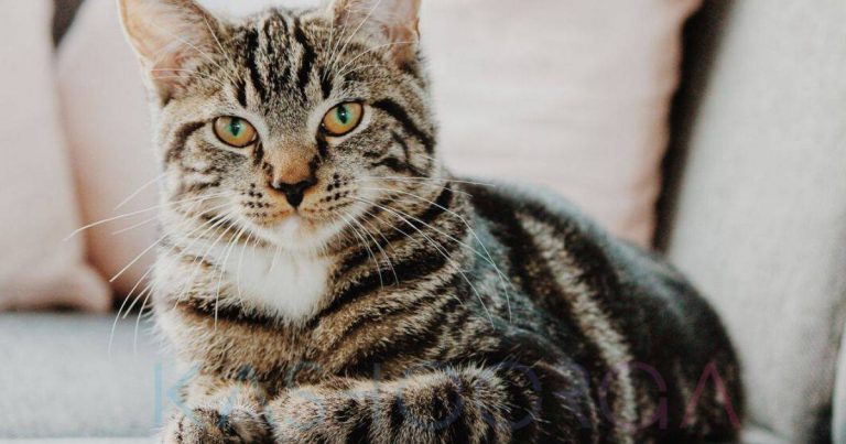 Kucing Bukan Sekadar Makhluk Yang Suka Tidur, Tapi Lindungi Kita Di Malam Hari Dari Roh Jahat