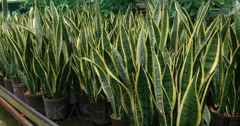 Pokok Lidah Jin Ini Memang Cantik Jadi Hiasan Dalam Rumah, Tapi Ini Bahaya Menakutkan Ramai Tak Tahu