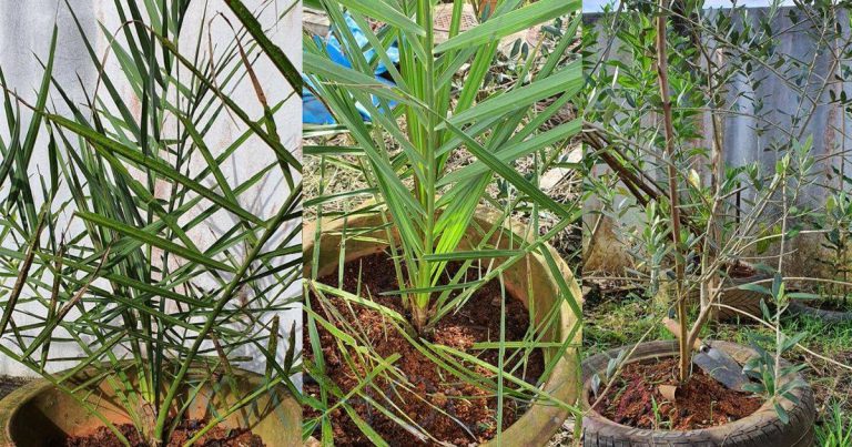 Kena Tahu Sebelum Tanam Pokok, Ini Doanya Kalau Nak Tumbuh Subur & Hasil Tanaman Lebih Berkat