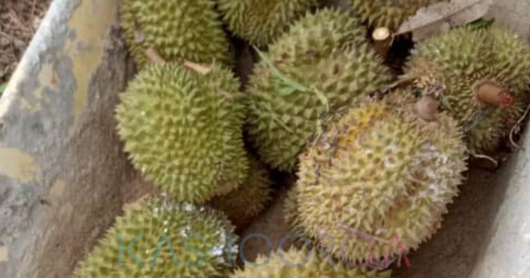 Ini Hukumnya Jual Durian Sekali Dengan Kulit. Untuk Yang Was-Was Wajib Ambil Tahu!