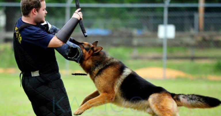 Ini Hukumnya Pegang Anjing Dalam Lakonan & Untuk Tujuan Peliharaan