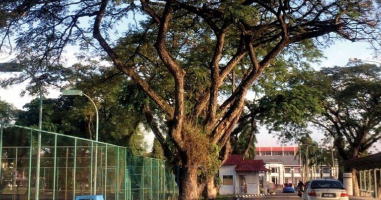 Laman Cantik Sampai Dahan Masuk Rumah Sebelah, Boleh Ke Tuan Rumah Tolong Potongkan? Ini Penjelasan Ustaz!