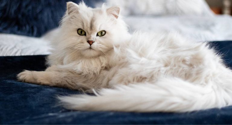 Perlukah Kita Bayar Zakat Kerana Mengkasi Haiwan Peliharaan Seperti Kucing?