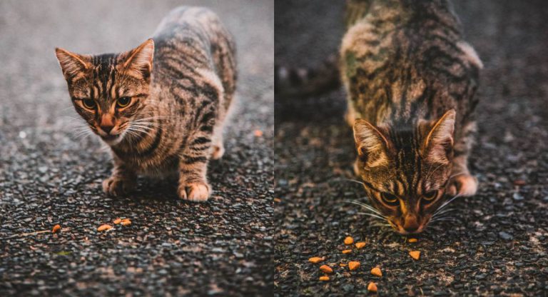 Jangan Disebabkan Najis Kucing Kita Tak Masuk Syurga!