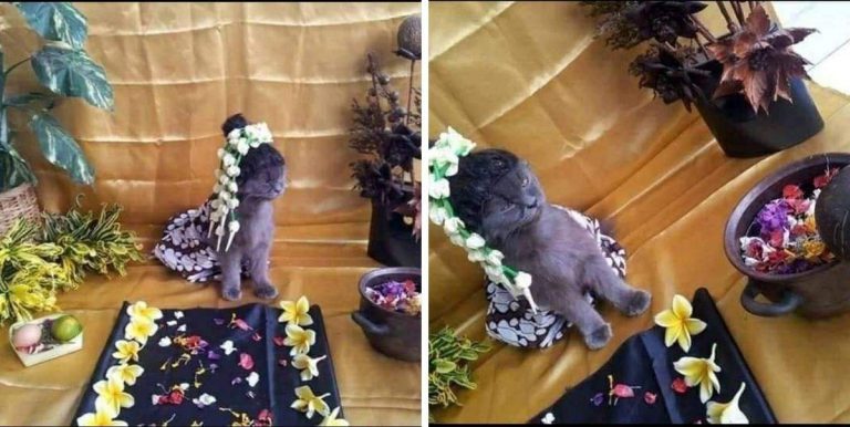 Viral Kucing Buat Upacara Lenggang Perut 7 Bulan! Nak Gurau Boleh Tapi Ada Batas & Hukumnya