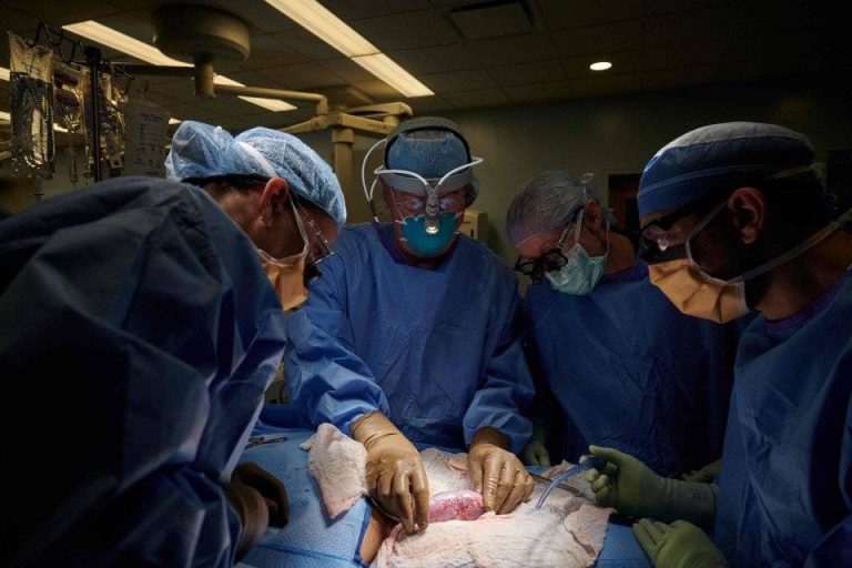 Pindah Organ Khinzir Ke Badan Manusia, Bolehkah Gunakan Binatang Yang Merupakan Najis Mughallazah Ini?