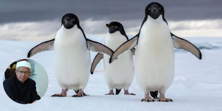 Daging Penguin Halal Dimakan, Dr Zulkifli Jelaskan Kenapa  Umat Islam Boleh Makan Haiwan Comel Ini