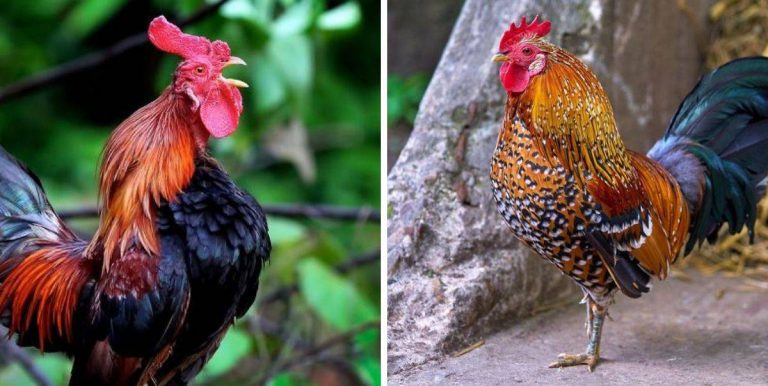 Ayam Berkokok Tanda Melihat Malaikat, Kita Disarankan Berdoa Baik-Baik Saat Terdengarnya