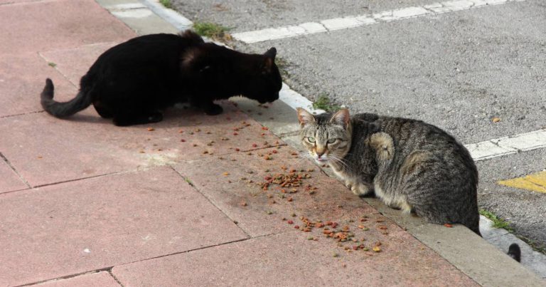 ‘Bela Kucing Memang Mulia.’ Tapi Berdosa Besar, Bila Tak Jaga Hak & Menyakiti Hati Jiran
