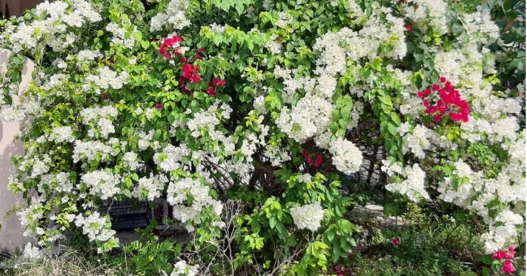 Hukum Kerat Pokok Bunga Tepi Jalan Untuk Buat Benih Tanam Di Rumah Sendiri