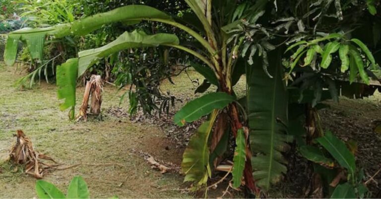 Pokok Di Kebun Dirosakkan Babi, Perlukah Disamak