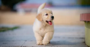 Malaikat Jibril Tidak Masuk Rumah Kerana Anak Anjing, Kisah Sahih Penuh Pengajaran 5 Malaikat Jibril