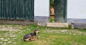 Malaikat Jibril Tidak Masuk Rumah Kerana Anak Anjing, Kisah Sahih Penuh Pengajaran 6 Malaikat Jibril Tidak Masuk Rumah Kerana Anak Anjing, Kisah Sahih Penuh Pengajaran