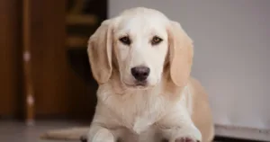 Malaikat Jibril Tidak Masuk Rumah Kerana Anak Anjing, Kisah Sahih Penuh Pengajaran 7 Malaikat Jibril Tidak Masuk Rumah Kerana Anak Anjing, Kisah Sahih Penuh Pengajaran