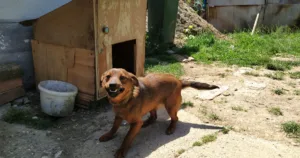 Malaikat Jibril Tidak Masuk Rumah Kerana Anak Anjing, Kisah Sahih Penuh Pengajaran 8 Malaikat Jibril Tidak Masuk Rumah Kerana Anak Anjing, Kisah Sahih Penuh Pengajaran