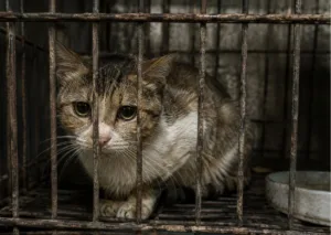 Zalim Pada Haiwan: Peringatan Mengerikan Wanita Diseksa Kerana Kurung Kucing Hingga Mati 6 zalim pada haiwan